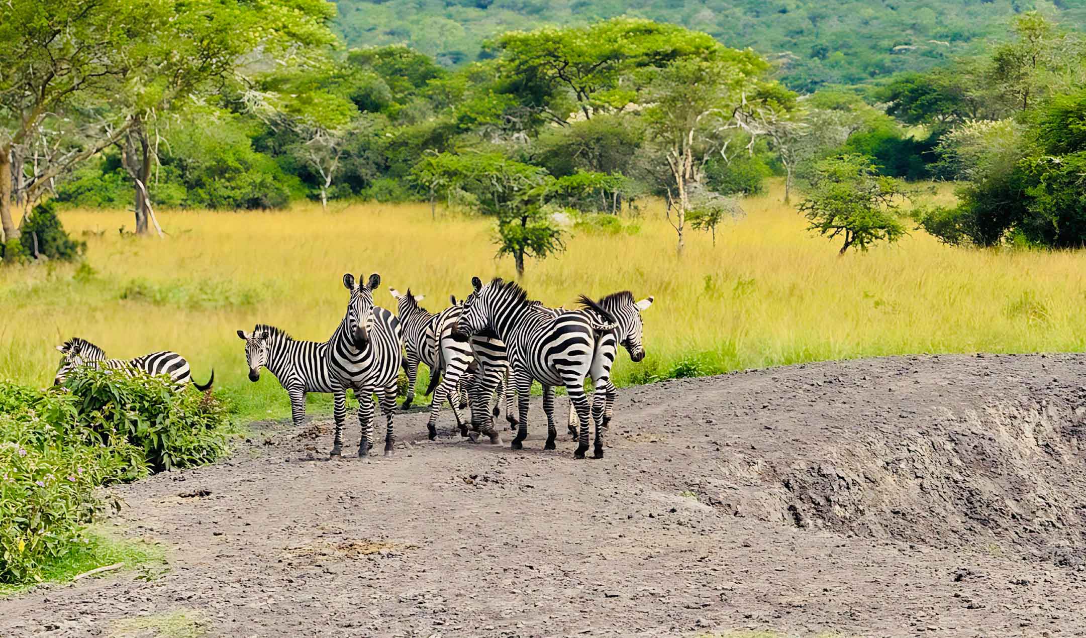Uganda Safari