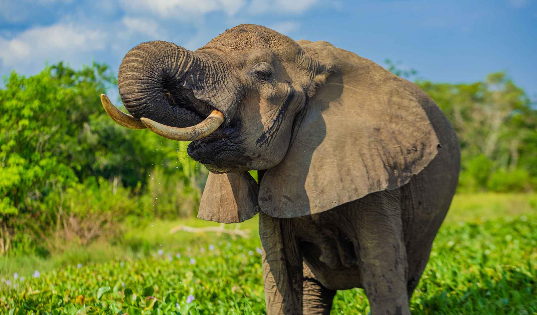 Uganda Highlights