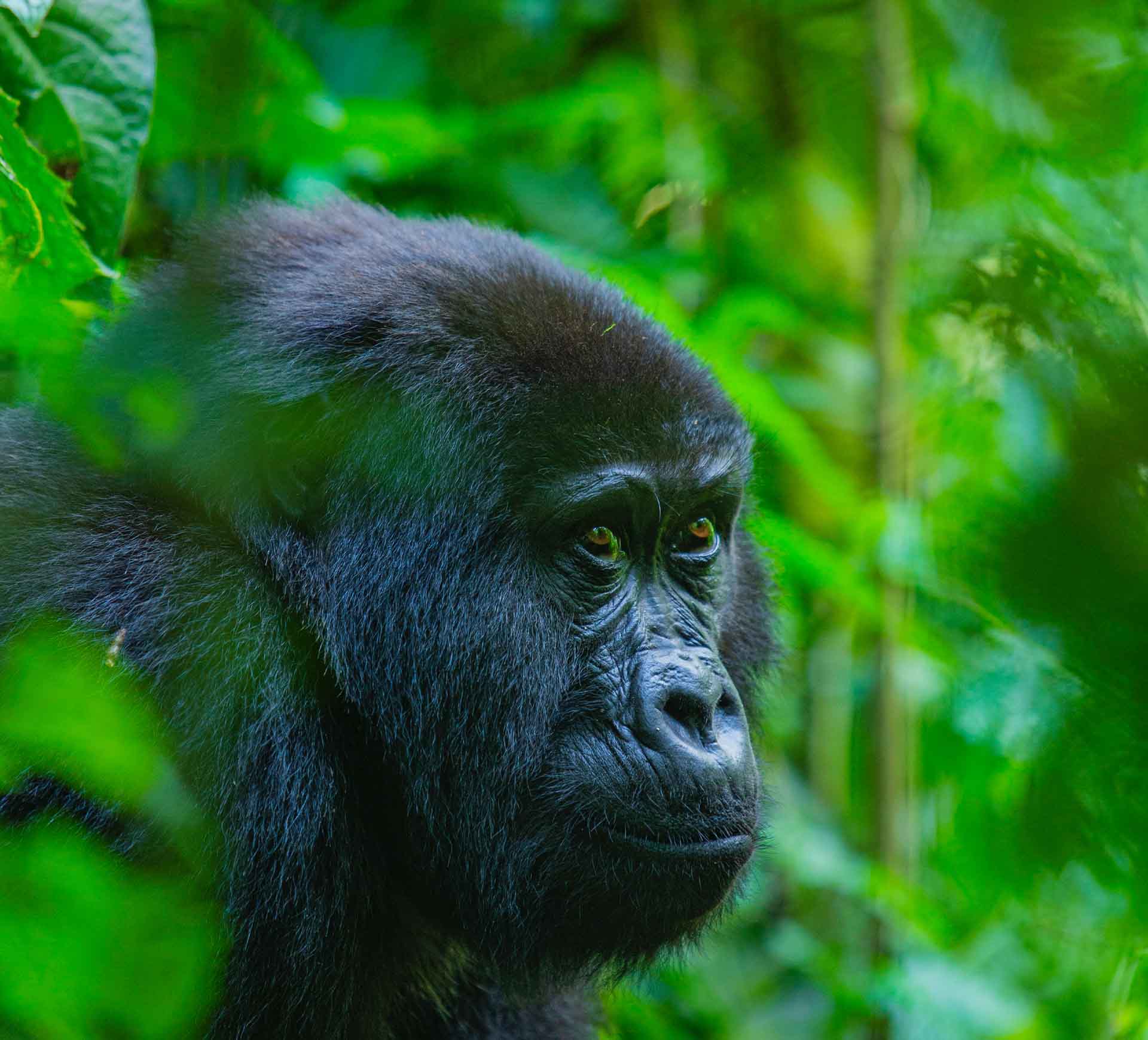 Gorilla Trekking